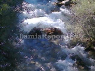 Φωτογραφία για Λαμία: Σοκαριστικό - Ρίχνουν άρρωστα ζώα στο Γοργοπόταμο