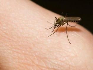 Φωτογραφία για Η ελονοσία χτυπά την Ελλάδα