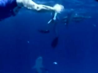 Φωτογραφία για Δελφίνι σώζει γυναίκα από επίθεση καρχαρία...Φοβερό Βίντεο