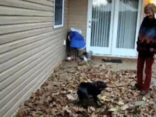 Φωτογραφία για Δείτε το σκύλο ανεμοστρόβιλο [Video]