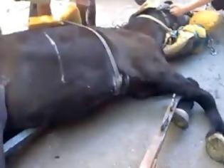 Φωτογραφία για Θεσσαλονίκη: Φορτώνει το 28χρονο άλογο λες και είναι νταλίκα! [video]