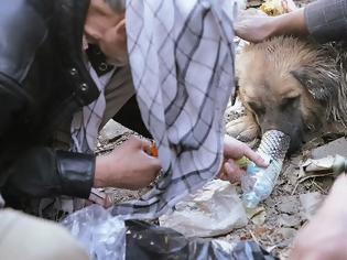 Φωτογραφία για Σκηνές εξαθλίωσης στο Αφγανιστάν: Άστεγοι δίνουν ηρωίνη σε σκύλους, τους χρησιμοποιούν για να μένουν ζεστοί