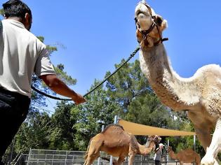 Φωτογραφία για Σ. Αραβία: Δεκάδες καμήλες αποκλείστηκαν από διαγωνισμό ομορφιάς επειδή υποβλήθηκαν σε μπότοξ