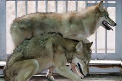 Γαλλία: 9 λύκοι απέδρασαν από ζωολογικό κήπο ενώ λειτουργούσε για το κοινό