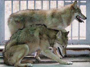 Φωτογραφία για Γαλλία: 9 λύκοι απέδρασαν από ζωολογικό κήπο ενώ λειτουργούσε για το κοινό