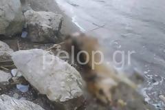 Πάτρα: Νεκρή αγελάδα ξεβράστηκε στην Παραλία
