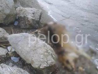 Φωτογραφία για Πάτρα: Νεκρή αγελάδα ξεβράστηκε στην Παραλία