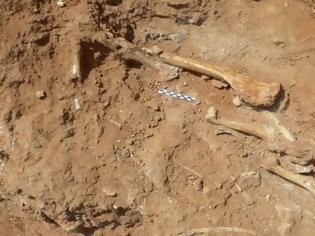 Φωτογραφία για Λέσβος: Ανακαλύφθηκαν απολιθώματα ζώων ηλικίας 2.000.000 ετών