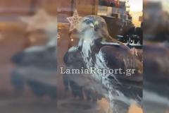 Λαμία: Γεράκι μπήκε μέσα σε πιτσαρία - Διασώθηκε από την πυροσβεστική (Video)