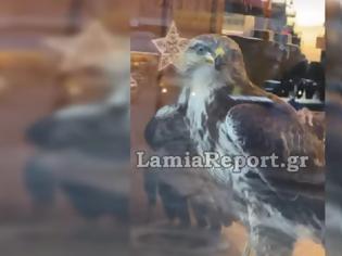 Φωτογραφία για Λαμία: Γεράκι μπήκε μέσα σε πιτσαρία - Διασώθηκε από την πυροσβεστική (Video)