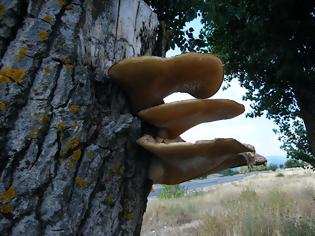 Φωτογραφία για μανιτάρια του τόπου μας - Polyporus squamosus