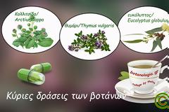 Κύριες δράσεις των βοτάνων – επεξηγηματικοί όροι από το Α ως το Ω