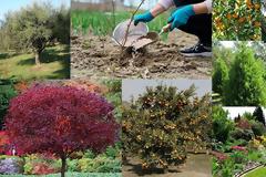 Χειμερινή λίπανση. Απαραίτητη για όλα τα δέντρα