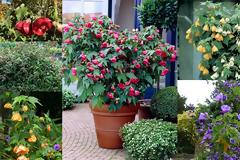 Αβούτυλο. Ένας πανέμορφος θάμνος για γλάστρες και παρτέρια