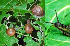 Σαλιγκάρια. Μια σοβαρή απειλή για κάθε κήπο και πως θα τα αντιμετωπίσετε