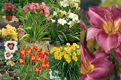 Ημεροκαλλίς. Ένα πολύ όμορφο και ανθεκτικό φυτό ιδανικό για όσους δεν τα καταφέρνουν με την κηπουρική