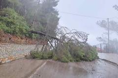 Δήμος Ξηρομέρου: Αποκατάσταση κυκλοφορίας δρόμου από πτώση δέντρου.