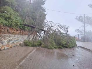 Φωτογραφία για Δήμος Ξηρομέρου: Αποκατάσταση κυκλοφορίας δρόμου από πτώση δέντρου.