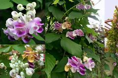 Φασέολους (Σαλίγκαρος) Το αναρριχώμενο με άνθη που μοιάζουν με κοχύλια