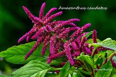 Amaranthus caudatus, μία πρώτη γνωριμία