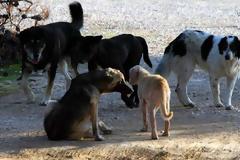 Αποστόλης  Πανταζής : Αδιαφορία της δημοτικής αρχής Ξηρομέρου για τα αδέσποτα.