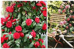 Το Λουλούδι του Μήνα: ΦΕΒΡΟΥΑΡΙΟΣ