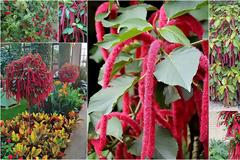 Ακαλύφα. Το τροπικό με τα πολύ ιδιαίτερα λουλούδια