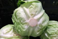 Τεχνικές μαγειρικής που με βοηθάνε και μειώνουν την προσπάθειά μου κατά το μαγείρεμα - διαχωρισμός των φύλλων του λάχανου για να ετοιμάσω ντολμαδάκια.