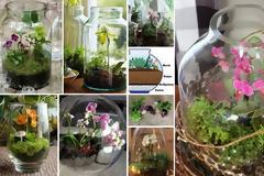 Καλλιέργεια Ορχιδέας σε Γυάλες