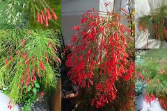 Κοράλι. Από τα πιο κλασικά και vintage καλλωπιστικά