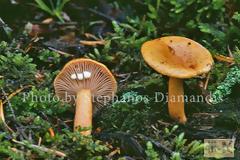 13610 - Τα μανιτάρια του Αγίου Όρους. Δημιουργία πλήρους καταλόγου των μυκήτων της Αθωνικής χερσονήσου.