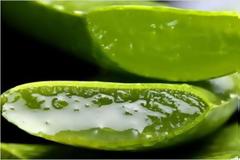 H Αλόη κάνει Καλό στην Υγεία και το Δέρμα μας. Τι δεν ξέρετε γι΄αυτή;