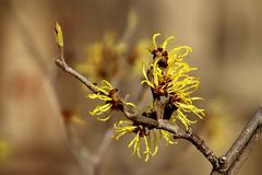 Αμαμηλίδα, το ισχυρότερο βότανο για κιρσούς, φλεβίτιδα, αιμορροΐδες