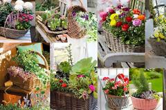 Φυτά σε ψάθινα καλάθια. Φυσική διακόσμηση για εξωτερικούς χώρους