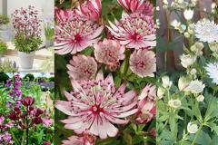 Αστράντια. Ένας πολύ όμορφος θάμνος ιδανικός για μικρούς κήπους