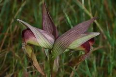 Από τη χλωρίδα της Ελληνικής Γης - serapias orientalis/σεράπιας η ανατολική