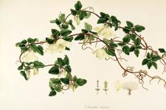 Flora Graeca: To σπάνιο αριστούργημα βοτανολογίας