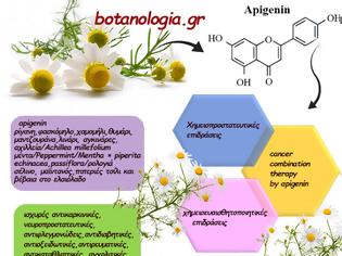 Φωτογραφία για Η apigenin/απεγινίνη ως θρεπτική και θεραπευτική ουσία - ένας ευεργετικός παράγοντα που προάγει την υγεία μας, με πανίσχυρη αντικαρκινική δράση