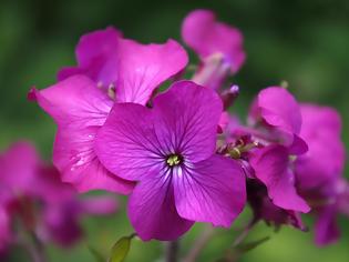 Φωτογραφία για Η λουνάρια/Lunaria annua η νεράιδα του φεγγαριού