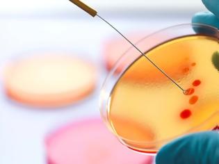 Φωτογραφία για Ανακαλύφθηκε αντιβιοτικό κατά των ανθεκτικών μυκητιασικών λοιμώξεων και βακτηρίων