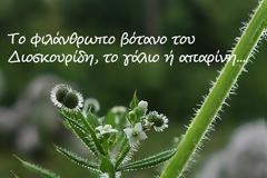 Το “φιλάνθρωπο” βότανο του Διοσκουρίδη, το γάλιο η ἀπαρίνη, ένα ακόμη σπουδαίο βότανο στη μεγάλη βιβλιοθήκη της φύσης και ονομαστικά οι ιδιότητές του