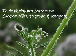 Φωτογραφία για Το “φιλάνθρωπο” βότανο του Διοσκουρίδη, το γάλιο η ἀπαρίνη, ένα ακόμη σπουδαίο βότανο στη μεγάλη βιβλιοθήκη της φύσης και ονομαστικά οι ιδιότητές του