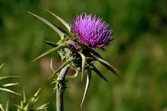Γαϊδουράγκαθο, το πιο μελετημένο βότανο για τη θεραπεία ηπατοπαθειών με πάνω από 450 δημοσιεύσεις και ονομαστικά οι ιδιότητές του