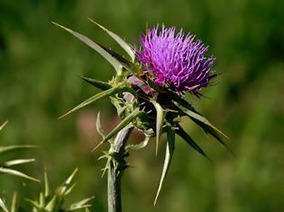 Φωτογραφία για Γαϊδουράγκαθο, το πιο μελετημένο βότανο για τη θεραπεία ηπατοπαθειών με πάνω από 450 δημοσιεύσεις και ονομαστικά οι ιδιότητές του