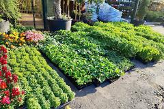 ΠΑΝΑΓΙΩΤΗΣ ΧΟΛΗΣ :  Ο ΔΙΚΟΣ ΜΑΣ ΛΑΧΑΝΟΚΗΠΟΣ.