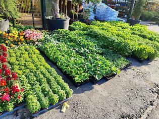 Φωτογραφία για ΠΑΝΑΓΙΩΤΗΣ ΧΟΛΗΣ :  Ο ΔΙΚΟΣ ΜΑΣ ΛΑΧΑΝΟΚΗΠΟΣ.