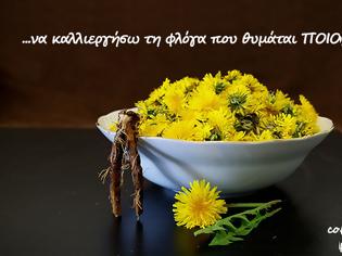 Φωτογραφία για Τα βότανα και μεις οι άνθρωποι – μια μακροχρόνια σχέση αγάπης
