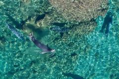 Νέα μέτρα για την προστασία της Φορμίκουλας: Από την ενημέρωση στη δράση.