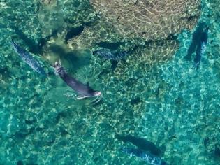 Φωτογραφία για Νέα μέτρα για την προστασία της Φορμίκουλας: Από την ενημέρωση στη δράση.