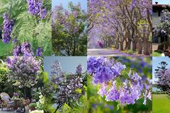 Γιακαράντα. Ένα ανοιξιάτικο ...στολίδι για μεγάλους κήπους